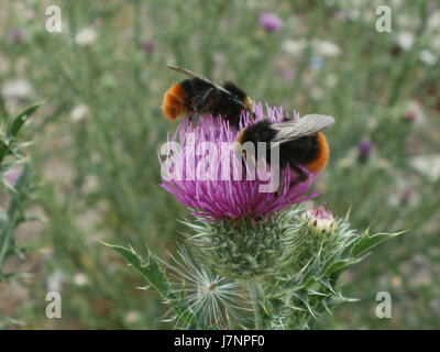 Dieser Eintrag bezieht sich auf ein Ereignis oder eine fotografische Aufzeichnung, die am 5. Juli 2012 in Mannheim aufgenommen wurde, speziell im Zusammenhang mit "Hummeln". Weitere Einzelheiten sind erforderlich, um mehr Kontext oder Bedeutung zu vermitteln. Stockfoto