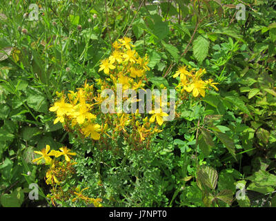 *Hypericum perforatum*, allgemein bekannt als Johanniskraut, ist ein Arzneimittel, das wegen seiner antidepressiven Eigenschaften angewendet wird. Es ist auch bekannt für seine heilende Wirkung auf Wunden und Verbrennungen, weit verbreitet in der Kräutermedizin. Stockfoto