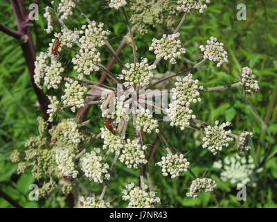 Diese Referenz bezieht sich wahrscheinlich auf eine Veranstaltung oder einen Ort namens St. Arnualer Wiesen, möglicherweise im Zusammenhang mit einem landwirtschaftlichen oder lokalen fest am 23. Juli 2012. Stockfoto