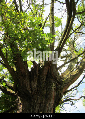 Styphnolobium japonicum, auch bekannt als japanischer Pagodenbaum, ist eine in Ostasien heimische blühende Pflanzenart. Es ist bekannt für seine eleganten, kaskadierenden Blüten und unverwechselbaren Früchte in Schotenform. Stockfoto
