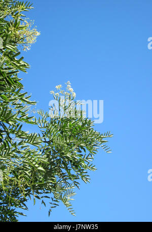 20120827Japanischer Schnurbaum Saarbruecken2 Stockfoto
