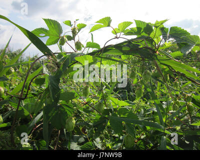 Der Hockenheimer Rheinbogen ist ein Naturschutzgebiet entlang des Rheins in Deutschland mit 656 Hektar Feuchtgebiete, Wälder und Grünflächen. Es unterstützt vielfältige Tier- und Pflanzenarten und bietet Lebensräume wie alte Flussarme, Schilfbetten und Auenwälder. Das Gebiet ist Teil des Natura-2000-Netzes, mit dem die wertvollsten Lebensräume und Arten Europas erhalten werden sollen. Stockfoto