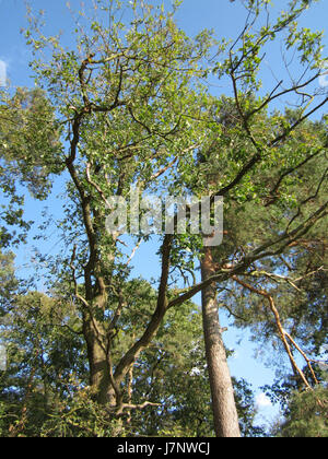 Dieser Titel bezieht sich auf ein bestimmtes Ereignis oder Bild, das mit Eiche in Reilingen assoziiert ist. Es kann einen historischen oder zeitgenössischen Kontext in Bezug auf lokale Bedeutung oder ein bemerkenswertes Ereignis ab September 2012 beinhalten. Stockfoto