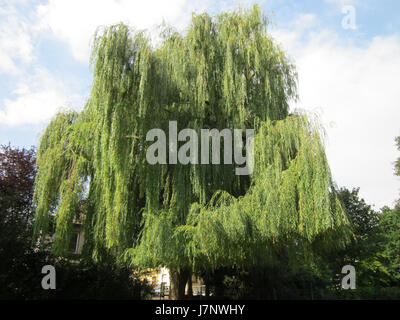 Dieser Bezug auf die Trauerweide in Hockenheim bezieht sich wahrscheinlich auf eine bestimmte Stelle oder einen Baumtyp, wie etwa eine Trauerweide, die mit der Landschaft oder Umgebung von Hockenheim in Verbindung gebracht wird. Stockfoto