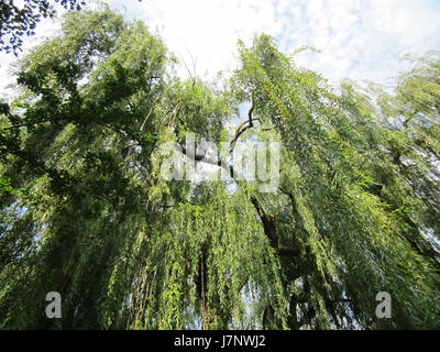20120905Trauerweide Hockenheim6 Stockfoto