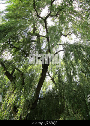 20120905Trauerweide Hockenheim7 Stockfoto