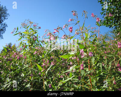 20120907Springkraut Marlach Stockfoto