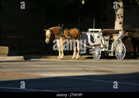 Eine Pferdekutsche in Salt Lake City, Utah, in der Nähe des South Temple Area. Dieses Transportmittel ist Teil des historischen Charmes der Stadt und spiegelt sowohl die kulturelle Geschichte als auch die malerischen Straßen wider. Stockfoto