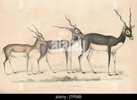 Antilope cervicapra rupicapra, auch bekannt als Schwarzbockantilope, ist eine Art, die in Südasien vorkommt. Der Begriff „Hardwicke“ kann sich auf eine Studie oder ein Exemplar beziehen, das von einem Naturforscher beobachtet wurde. Stockfoto