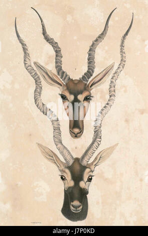 Magische Cervicapra Rupicapra Hardwicke 2 Stockfoto