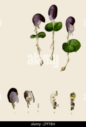 Corybas Aconitiflorus (Paradisus Londinensis 98) Stockfoto