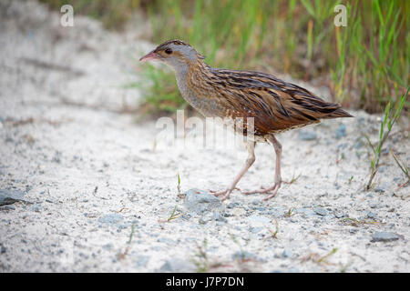 Wachtelkönig (Crex Crex) Wachtelkönige Mais Crake Cracker Stockfoto
