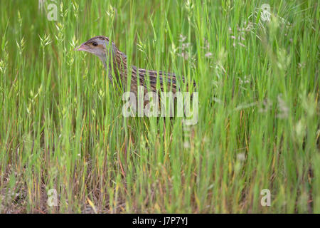 Wachtelkönig (Crex Crex) Wachtelkönige Mais Crake Cracker Stockfoto