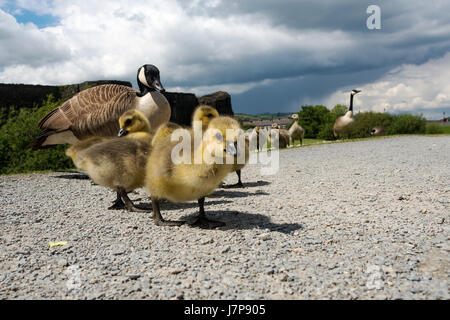 Kanadische Gans Gosling (Branta Canadensis) oder Küken Gosling Küken jung Stockfoto