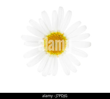 Kamille, isoliert auf weißem Hintergrund. Stockfoto