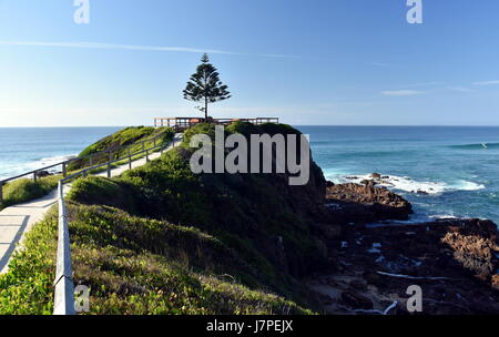 Ein Baum-Punkt am Tuross Kopf. Tuross Head ist ein Dorf am Meer auf der südlichen Küste von New South Wales Australia. Stockfoto