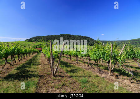 Frankreich, Cote d'Or, Burgund, Auxey-Herrints, Weingarten Stockfoto