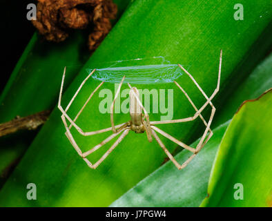 NET Casting Spider (Deinopis SP.) hält seine Net, bereit, es zu werfen, auf einem vorbeifahrenden Beute, New-South.Wales, NSW, Australien Stockfoto