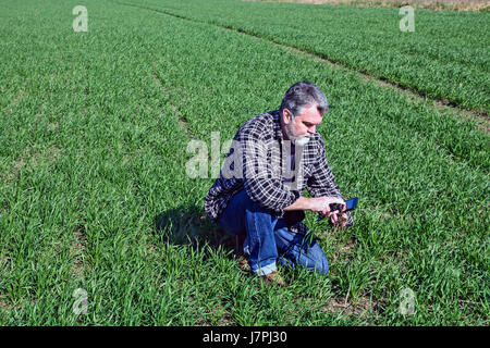 Landwirt in einem Feld mit Weizen gesät überprüft die Qualität der Pflanzen. Stockfoto