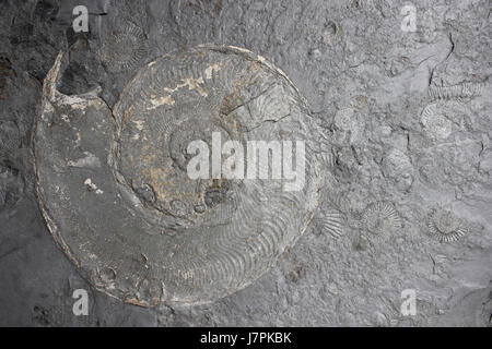 Flachen Ammoniten Fossil In Kalkstein Stockfoto