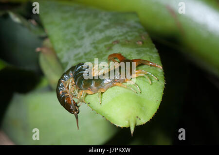 Riesen-Tausendfüßler (Ethmostigmus Rubripes), Far North Queensland, FNQ, QLD, Australien Stockfoto