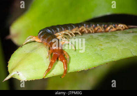 Riesen-Tausendfüßler (Ethmostigmus Rubripes), Far North Queensland, FNQ, QLD, Australien Stockfoto