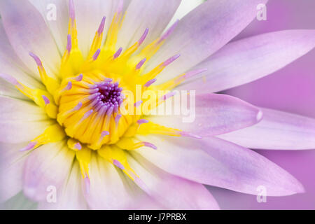 Wunderschöne Lotusblüte hautnah Stockfoto