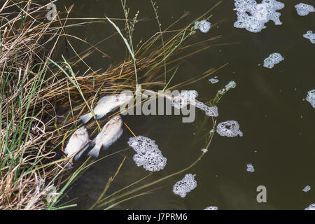 Fisch tot von Verschmutzung Wasser schlecht Problem der Umgebung Stockfoto