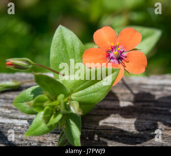 Scarlet Pimpernel Blumen im Mai Stockfoto