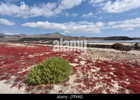 Janubio Salzpfanne auf Süd-West-Küste. Lanzarote, Kanarische Inseln, Spanien, Atlantik, Europa Stockfoto