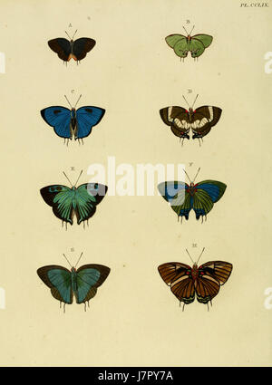 Diese Platte aus Cramer and Stoll's Uitlandsche Kapellen Band 3 zeigt fremde Schmetterlingsarten. Die Arbeit ist Teil einer Serie, die sich mit den verschiedenen lepidoptera-Arten befasst, die weltweit zu finden sind. Stockfoto