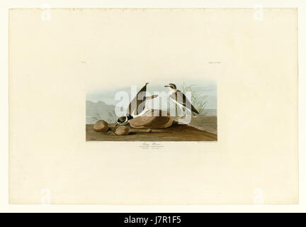 330 Ring Regenpfeifer Stockfoto