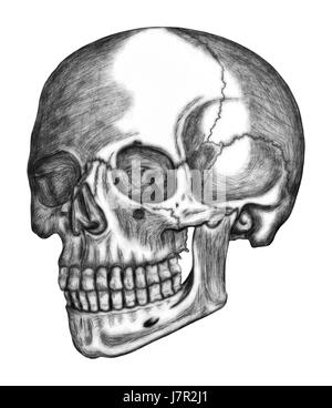 Illustration des menschlichen Schädels isoliert auf weißem Hintergrund Stockfoto