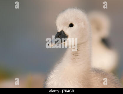 neugierig neugierige nosy Schwan junge Küken Tier Tier Kind beobachten, beobachten, beobachten Stockfoto