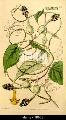 Ceropegia Oculata Curtis Botanical Magazine Vol.70 Tab.4093 Stockfoto