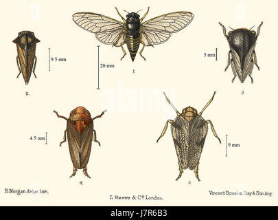 Cicadetta montana08 Stockfoto
