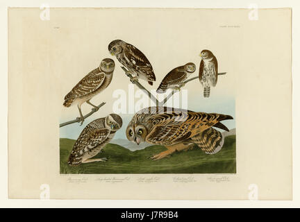 432 I. Kanincheneule 2. Große Spitze Kanincheneule 3. 4 kleine Nachteule. Kolumbianische Eule 5. Kurze eared Owl Stockfoto