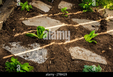 Flache Steinen abgelegt unter neu gepflanzt Sämlinge in einem Frühlingsgarten, Ontario Kanada Stockfoto