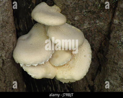 Pilz auf Baumstamm bei Meagher Grant Nova Scotia Stockfoto