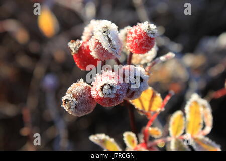 Hagebutten mit Frost am East Chezzetcook NS Stockfoto