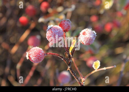 Hagebutten mit Frost am East Chezzetcook NS Stockfoto