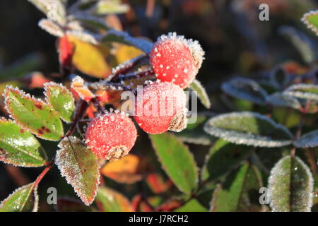 Hagebutten mit Frost am East Chezzetcook NS Stockfoto