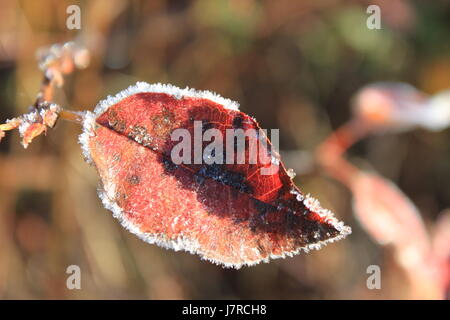 Frost auf Blatt am East Chezzetcook NS Stockfoto