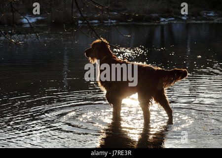 Der Setter Hund spielt im Wasser Stockfoto