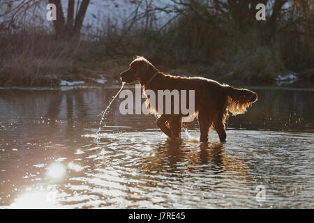 Der Setter Hund spielt im Wasser Stockfoto