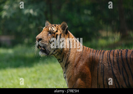 Ein royal Bengal Tiger ta Dhaka Zoo. Dhaka, Bangladesch Stockfoto