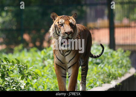 Ein royal Bengal Tiger ta Dhaka Zoo. Dhaka, Bangladesch Stockfoto