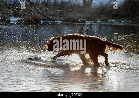 Der Setter Hund spielt im Wasser Stockfoto