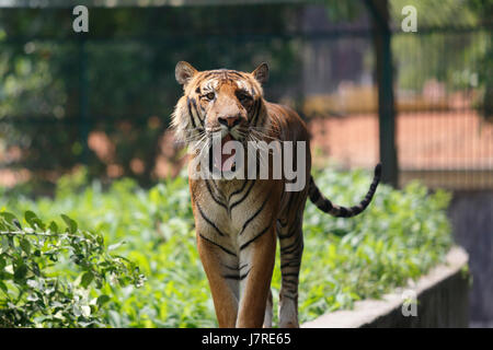 Ein royal Bengal Tiger ta Dhaka Zoo. Dhaka, Bangladesch Stockfoto