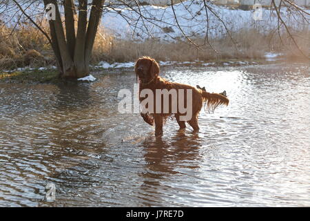 Der Setter Hund spielt im Wasser Stockfoto